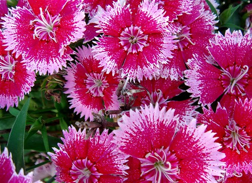 Fake looking flowers