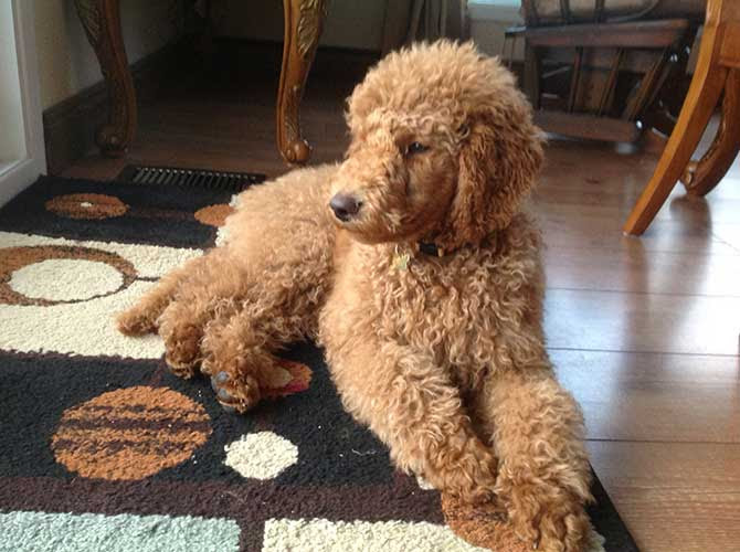 Allure Royale Elevage De Caniches Royaux