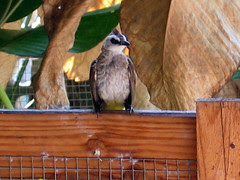 bulbul adult