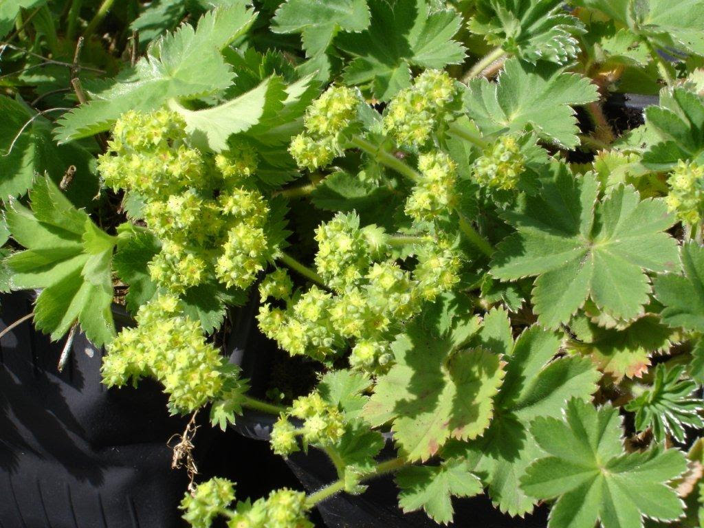 List Of Hardy Perennials