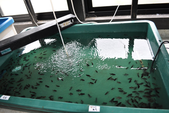 小田氏編01 02 金魚探訪記 神畑養魚株式会社