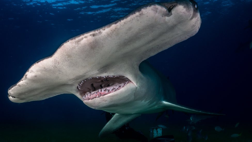 新種のサメが英国に出現 気温上昇で cニュース