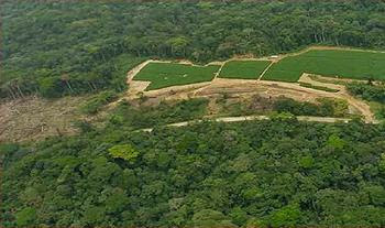 20120906_palmnursery