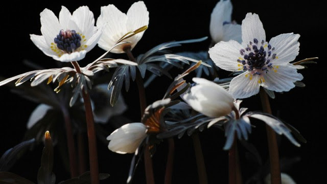 2月2日の誕生花 セツブンソウ 節分草