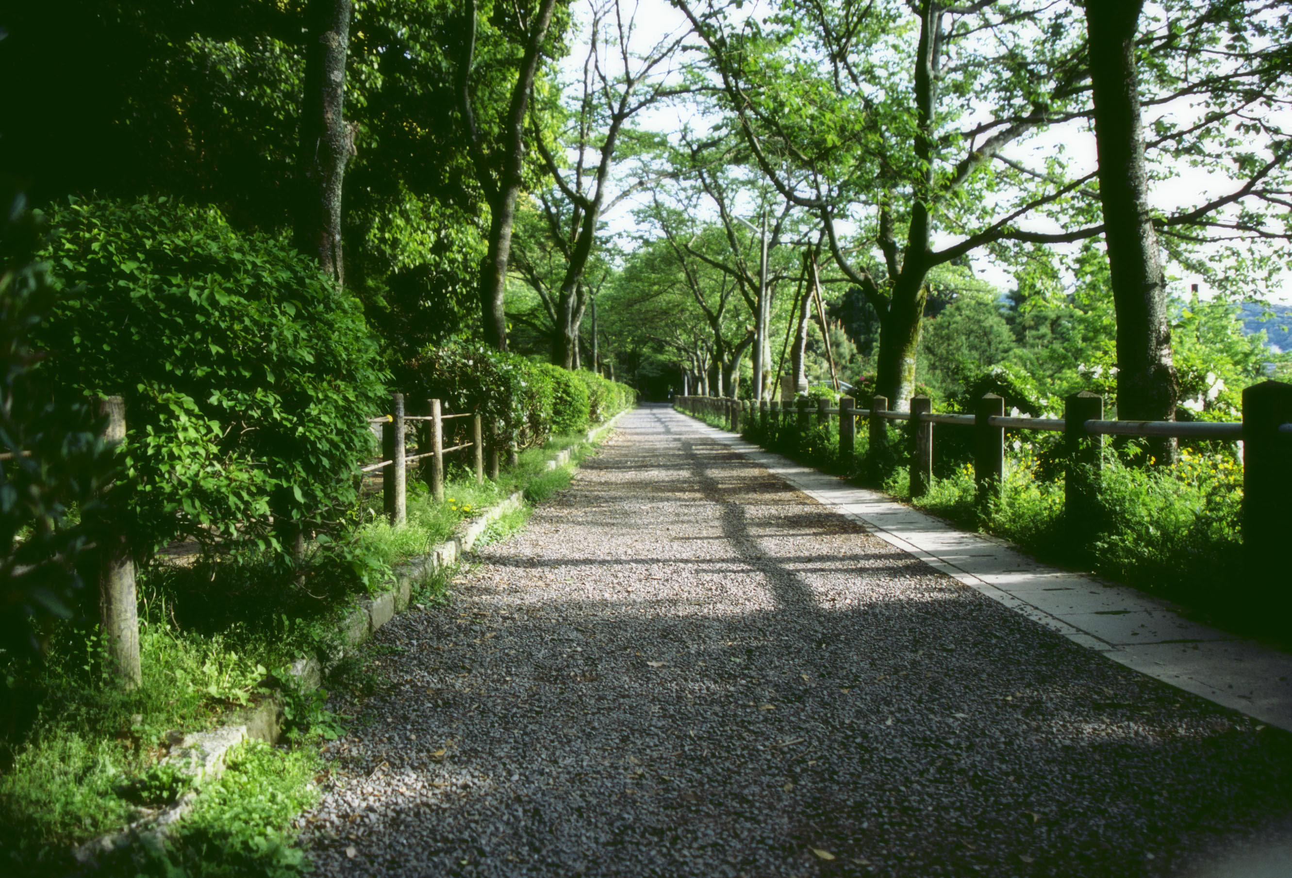 ゆんフリー写真素材集 No 7 新緑の歩道 日本 京都