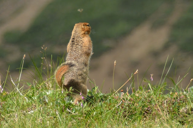 Denali National Park squirel