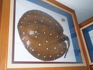 アクアショップしなの 熱帯魚剥製