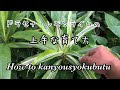 [最も好ましい] ドラセナ レモン ライム 育て 方 310832