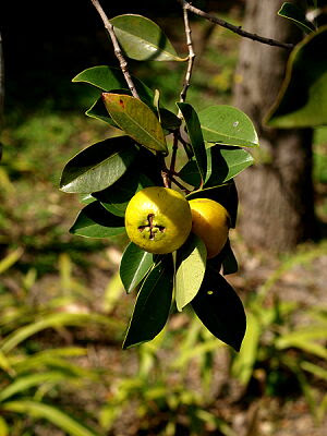バンジロウ グァバ の育て方 ヤサシイエンゲイ