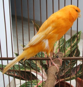 ... peliharaan saat ini saya memelihara beberapa ekor b