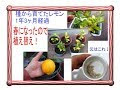 [最も人気のある！] レモン 実生 何年 329734-レモン 実生 何年