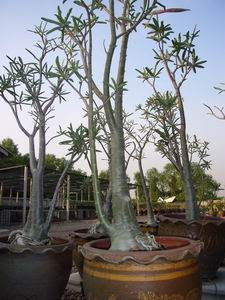 SuccSeed Adenium somalense SuccSeed Adenium somalense