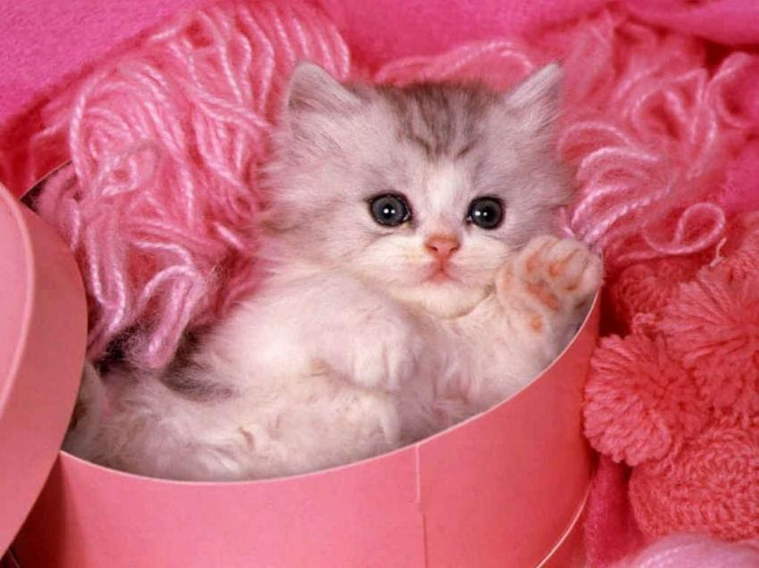 Telechargement Gratuit De L Image Fonds D Ecran Animaux Chat Chat Par Rosa