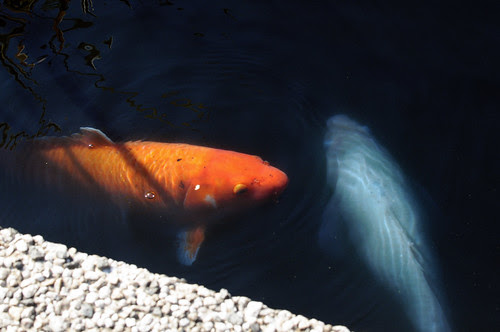 Of All Animated Matter