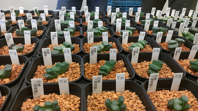 五反田tocサボテン多肉植物ビッグバザール2014夏に行ってきました