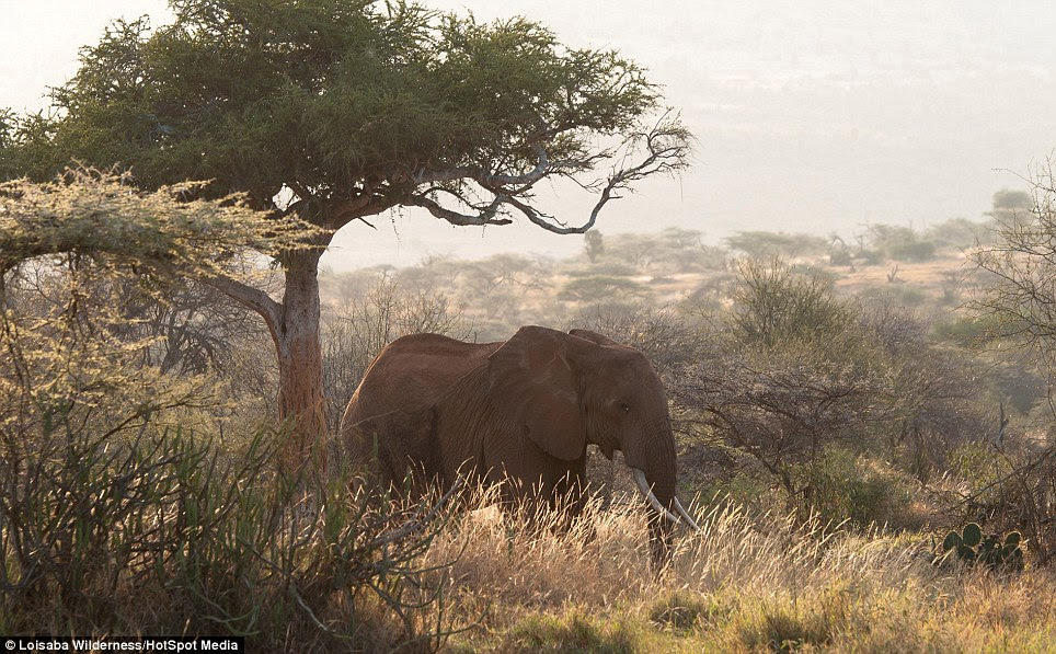 As if elephants, rhinos and lions aren't enough, Wild Dogs, Greater Kudu and Gerenuks are also commonly seen in the grazing space around the lodge