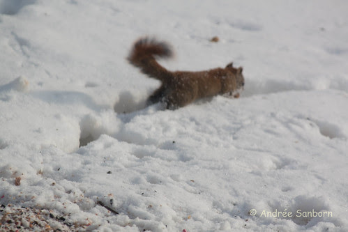 Red Squirrel at the Feeders (16 of 18).jpg