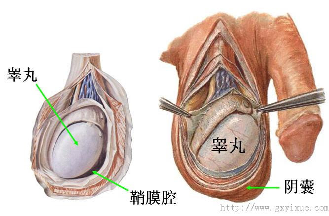 内生殖器 男 解剖生理学网络多媒体课程