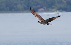 osprey