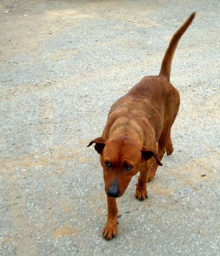小黃