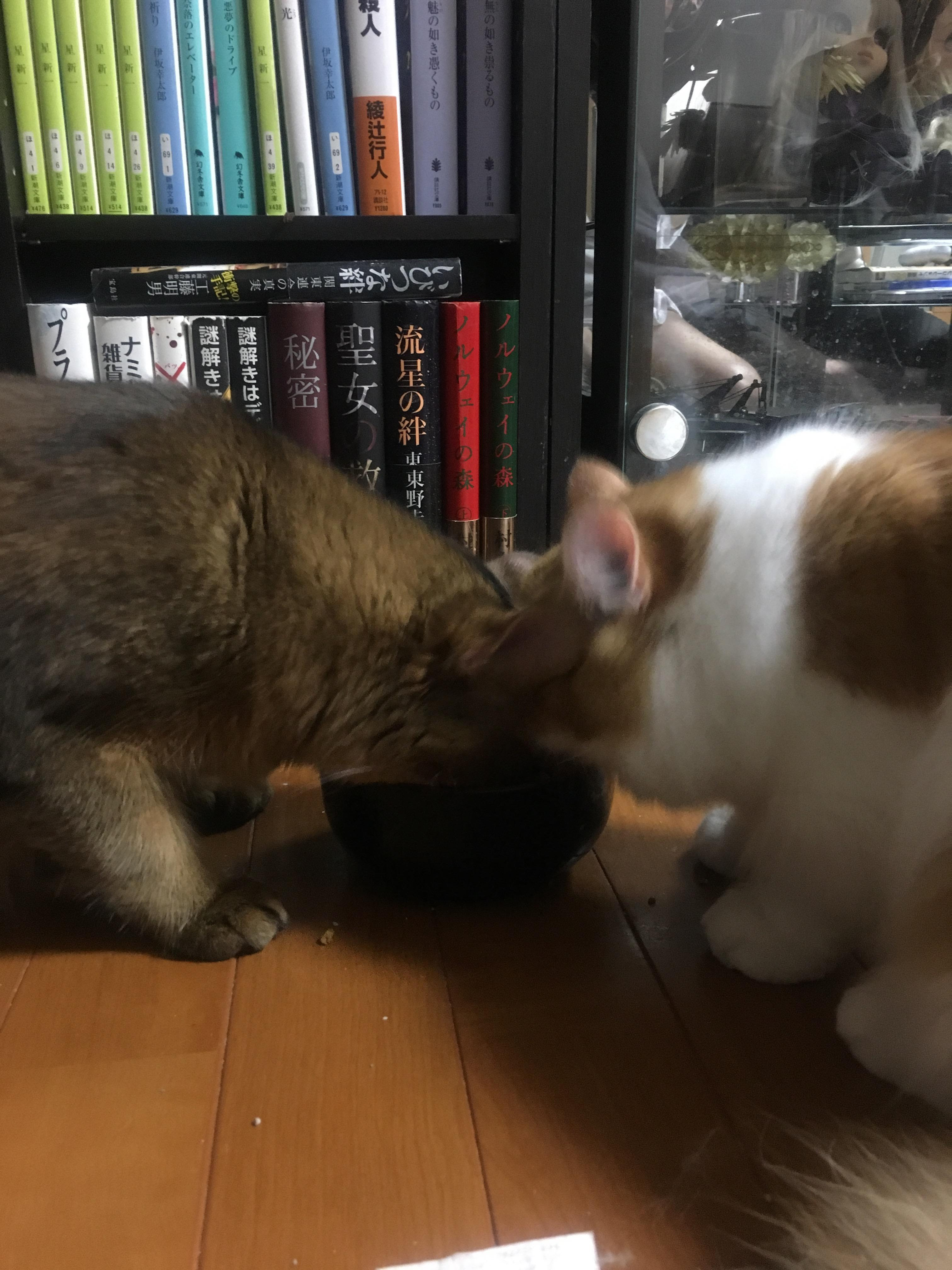 411 ソマリ Part7 668