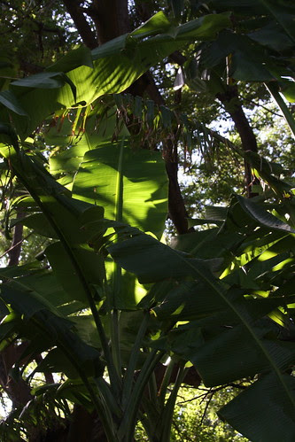 banana tree