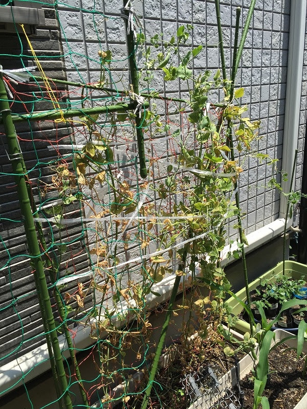 秋にプランターに蒔いたスナップ 絹さやの収穫は2回だけ プランターでの野菜栽培記録