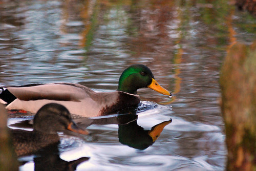 Mallard