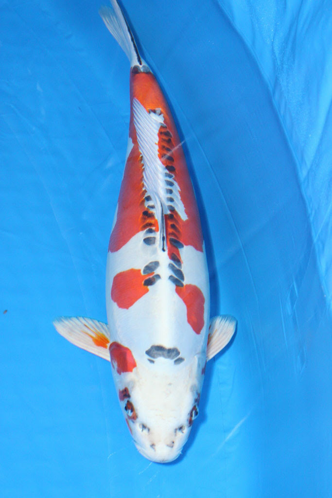 41st. All Japan Koi Show Report, Pictures of the Grand Champion