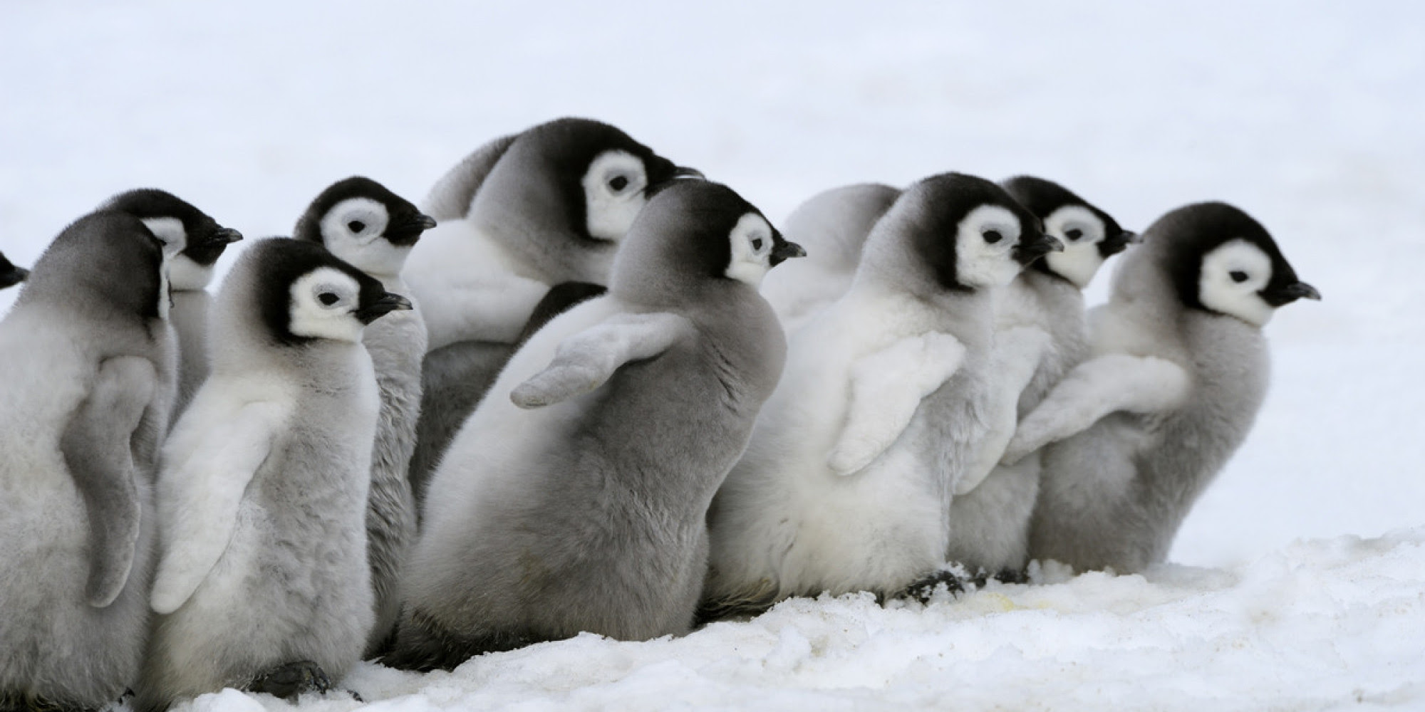 見ているだけで癒される ペンギンのかわいい高画質な画像まとめ 写真まとめサイト Pictas