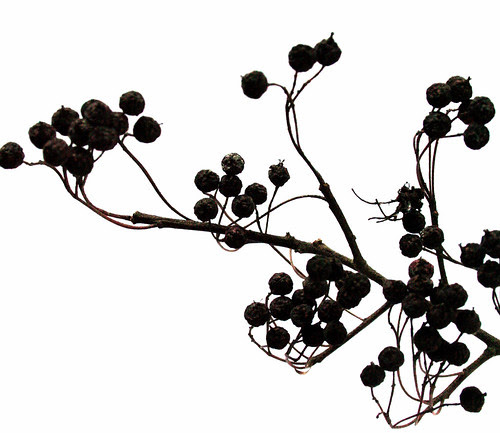 black branch