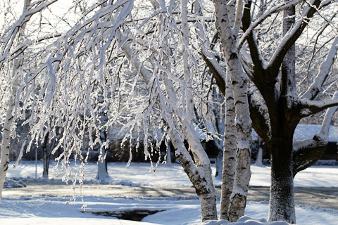 winter2-0312