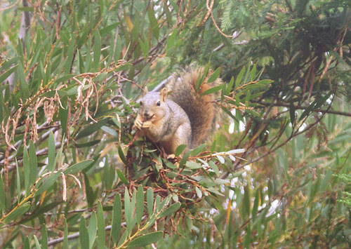 Sometimes animals are nice and pose for me