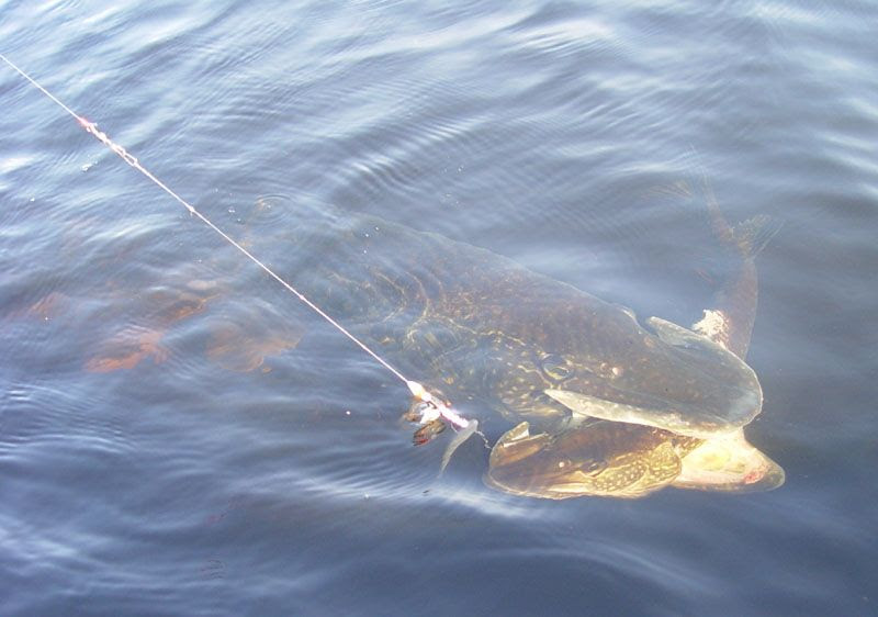 Record northern pike story lives on  Duck Duck Gray Duck