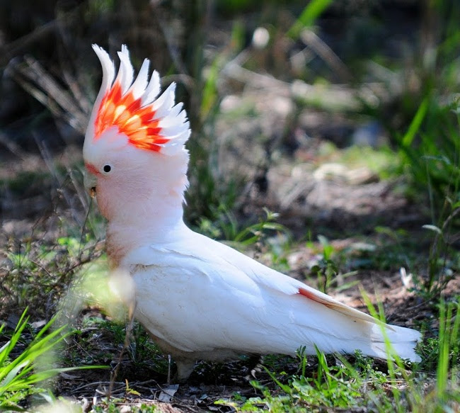 Major Mitchell's Cockatoo or Pink Cockatoo Facts, Pet Care ...