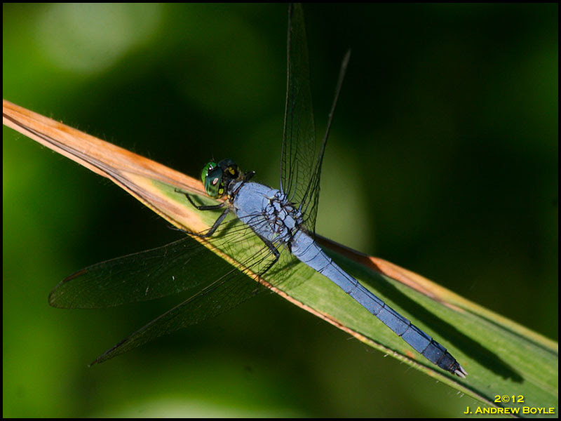 Eastern Pondhawk