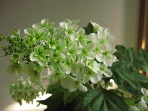 紫陽花の大苗 八重柏葉アジサイ 16年開花終了剪定後の状態でお届けとなります 園芸百貨店何でも揃うこぼんさい純白の密できれいな円錐状花序 人気 紫陽花 ミニ盆栽 植木鉢 サクラ盆栽 山アジサイ 秋の葉の紅葉も綺麗です