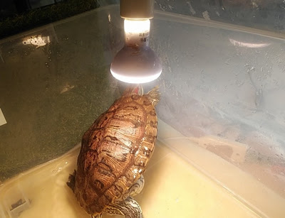 バスキングライトの取り扱いに注意 カメの怪我や火傷 火災に繋がる恐れもあります わんにゃんうぇぶ ペットと一緒に暮らせる住まいが もっと身近になるように 住まいをよく知る不動産広告会社が所沢から発信