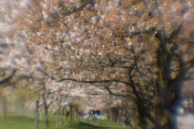 cherries, lothlorienesque