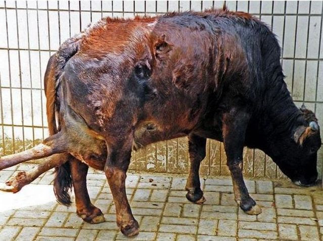 Victim of mutation (4 pics)