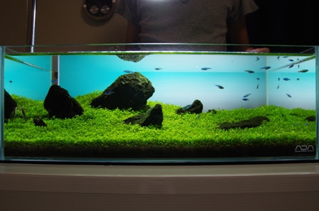 45f 水深16cmの水草水槽 45ｆ撮影しました