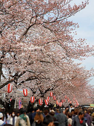 しんまち桜まつり 高崎市新町 開催 ４月７日 土 ８日 日