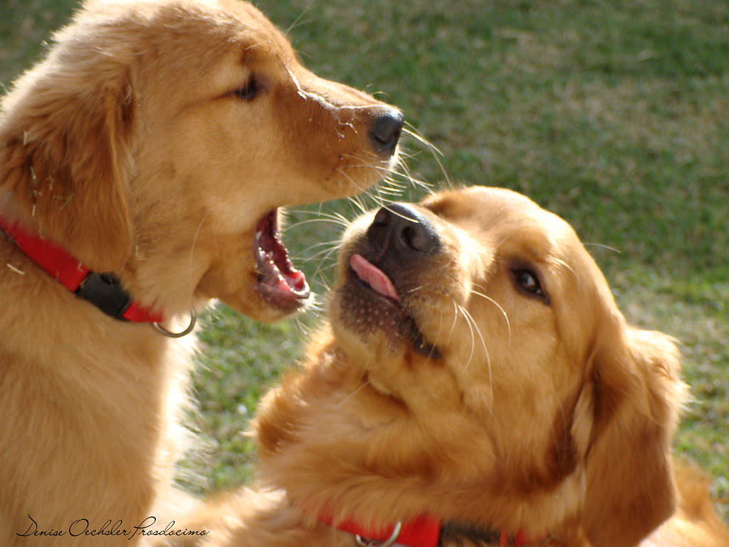 Luna and Dax playing