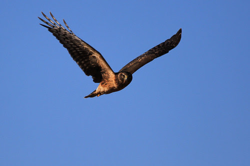 Northern Harrier