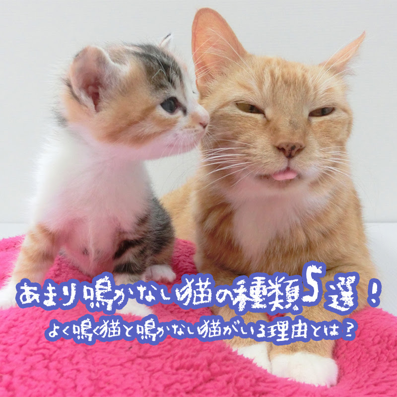 あまり鳴かない猫の種類5選 よく鳴く猫と鳴かない猫がいる理由は