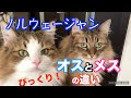 猫 ノルウェージャンフォレスト 性格 238873-猫 ノルウェージャンフォレスト 性格