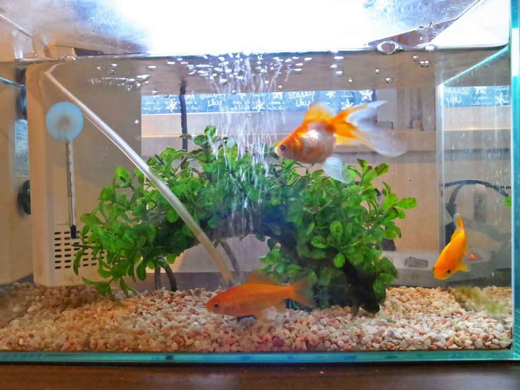 金魚の水槽に水草を入れてみた おなかがグー