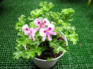 春の花 ハーブ センテッドゼラニウム 花と旅のあるくらし