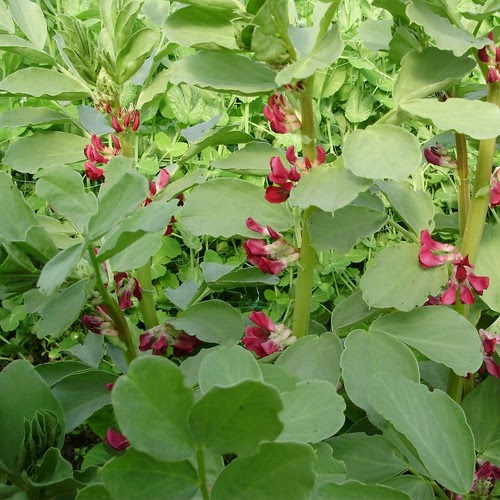 Yard Garden Outdoor Living Rare Broad Bean Crimson Flowered 7 Seeds Heirloom Vegetable Garden Cool Season Plants Seeds Bulbs