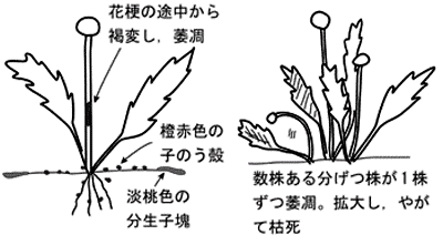 花卉病害虫 ガーベラの絵目次